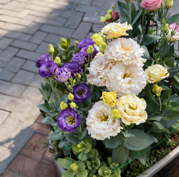 800 Pcs Lisianthus Seeds – Suitable for Outdoor Garden & Container Planting
