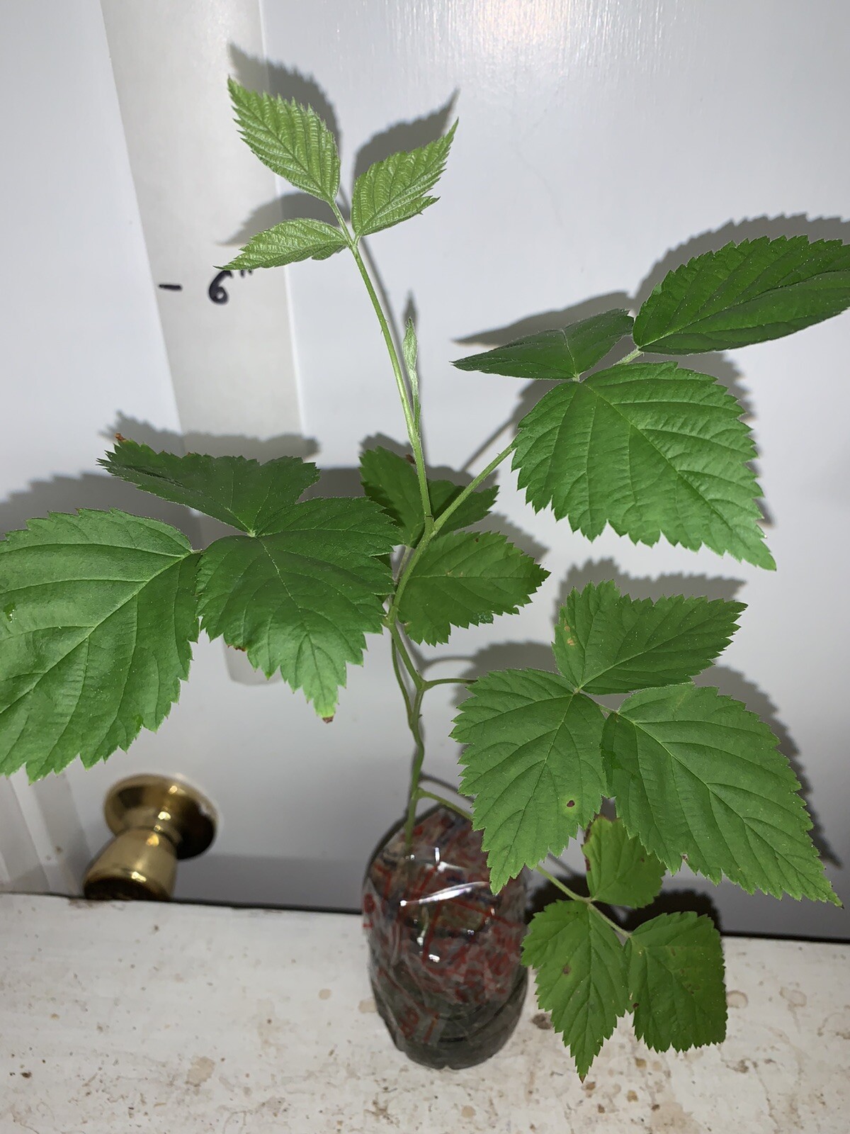 Boysenberry plant, 6-12″ tall, 1 year old well rooted plant.