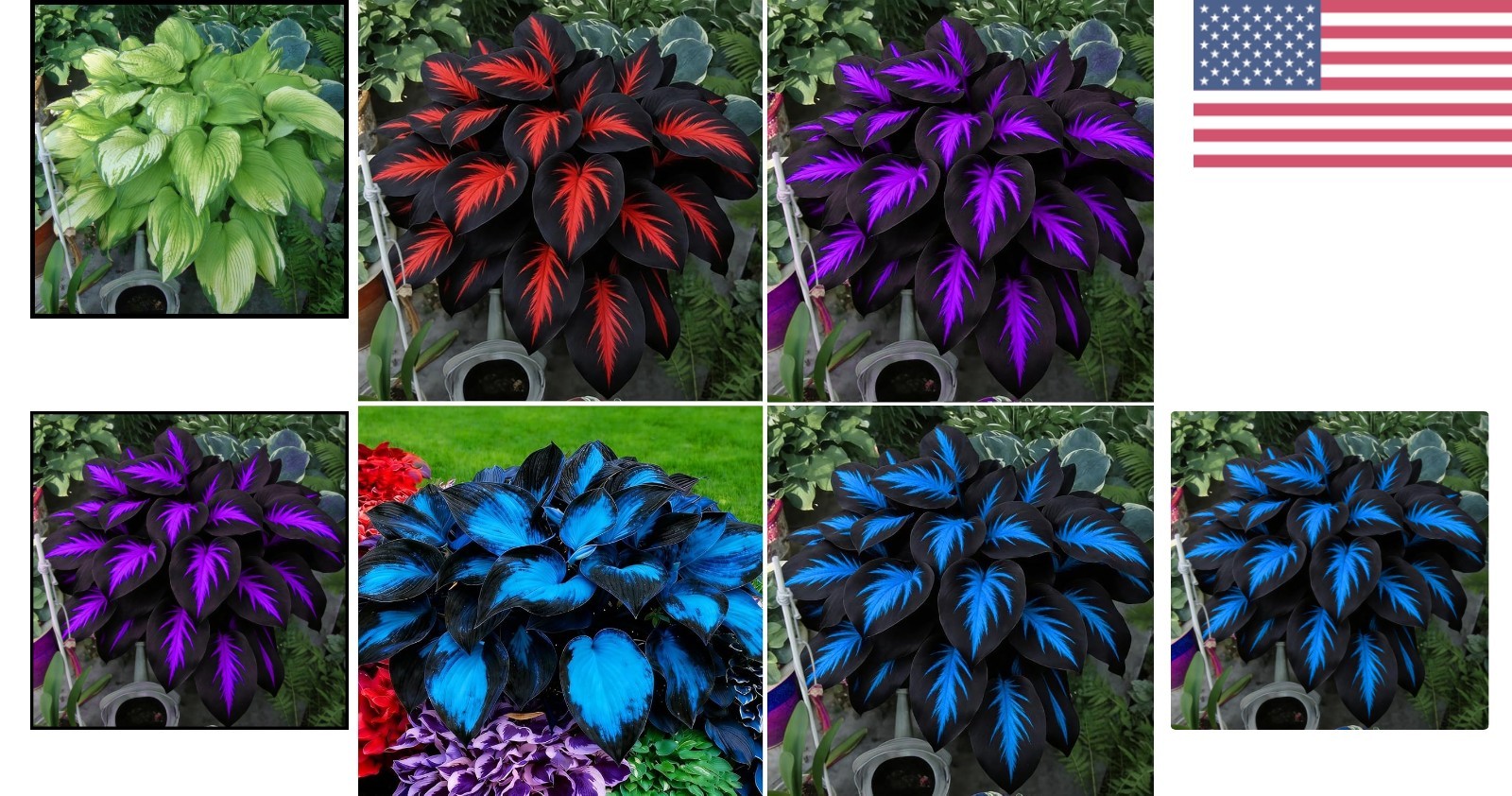 Fragrant & Hardy Hosta Seeds – 290+ Non-GMO Varieties for Outdoor Gardening