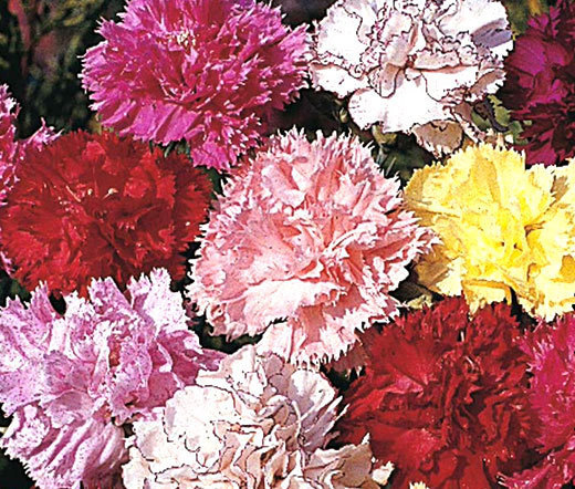 CARNATION CHABAUD PICOTEE MIXED COLORS Dianthus Caryophyllus – 20 Seeds