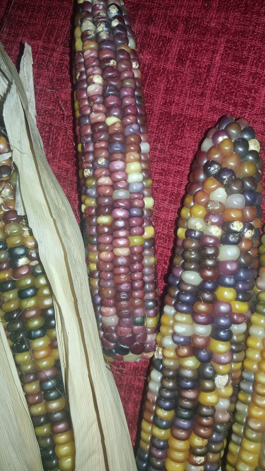 50 Cherokee Glass Gem Corn Seed, Kentucky Grown, USA, Non GMO 2019 crop.