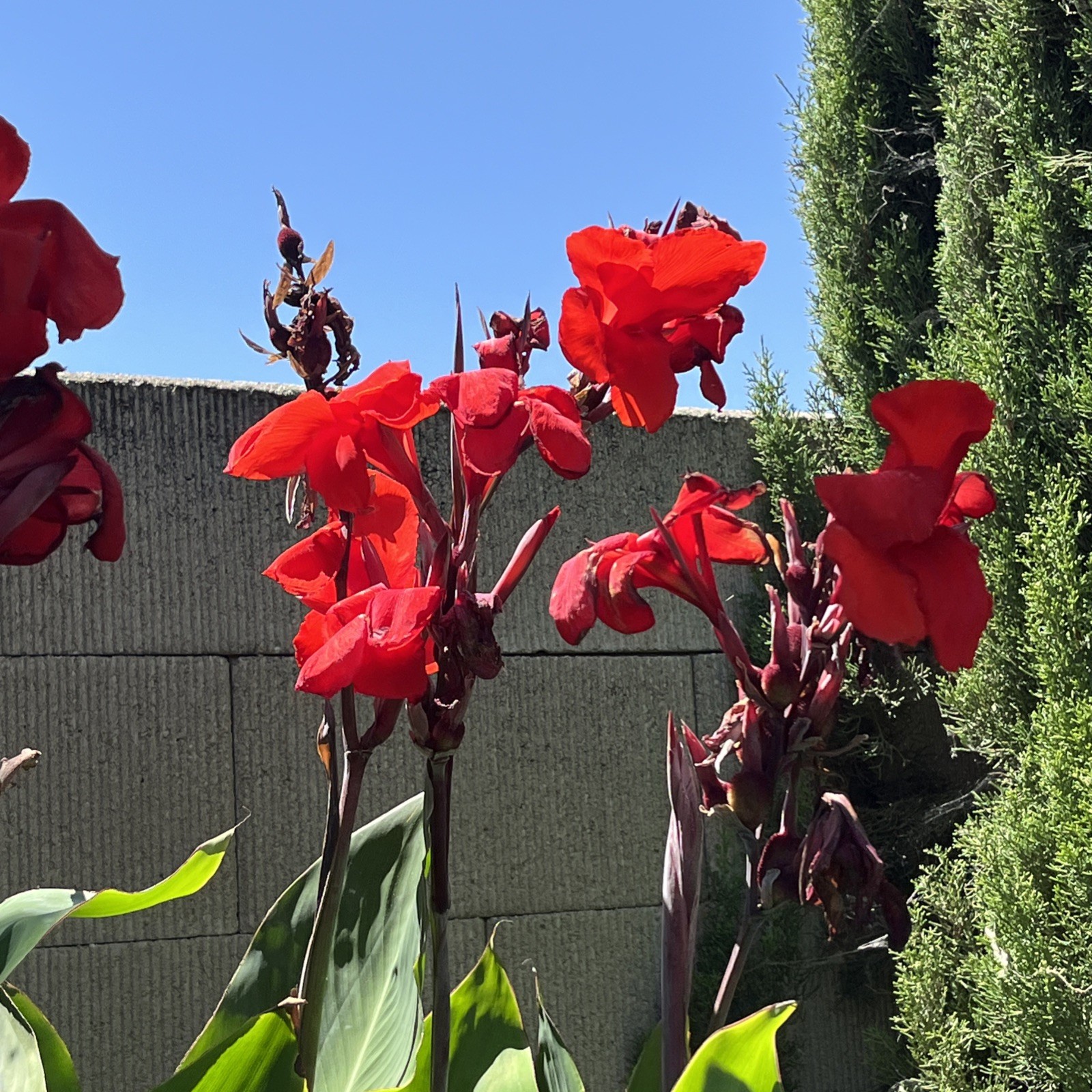 Red Canna Lily Rhizomes