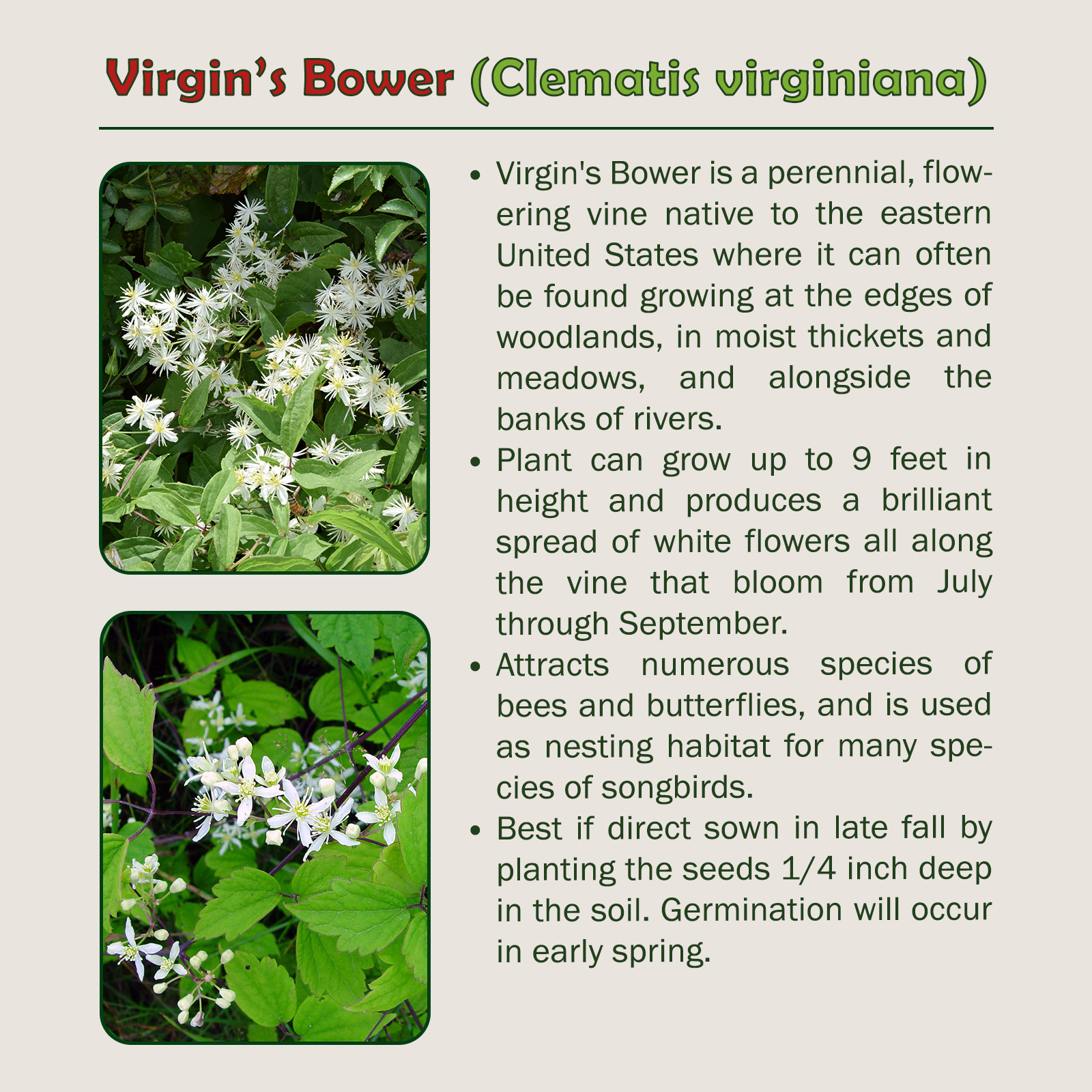100 Virgin’s Bower Seeds, Clematis virginiana, Native Perennial Wildflower