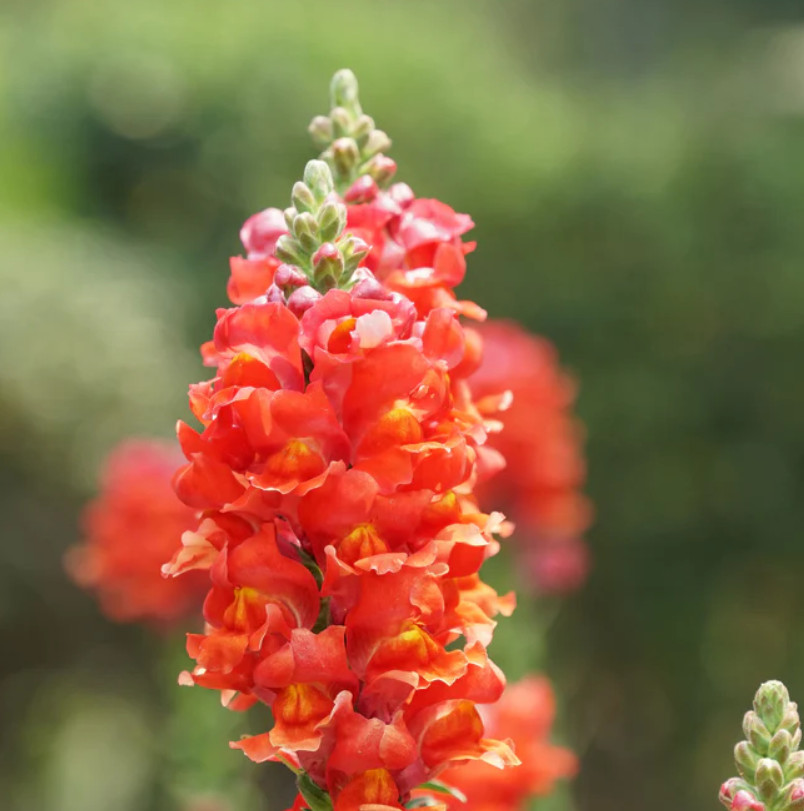 Snapdragon ORANGE WONDER Cut Flowers Attracts Hummingbirds Non-GMO 1000 Seeds