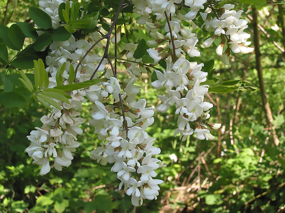 Black Locust, Robinia pseudoacacia, Tree Seeds (Fast, Hardy, Fragrant)