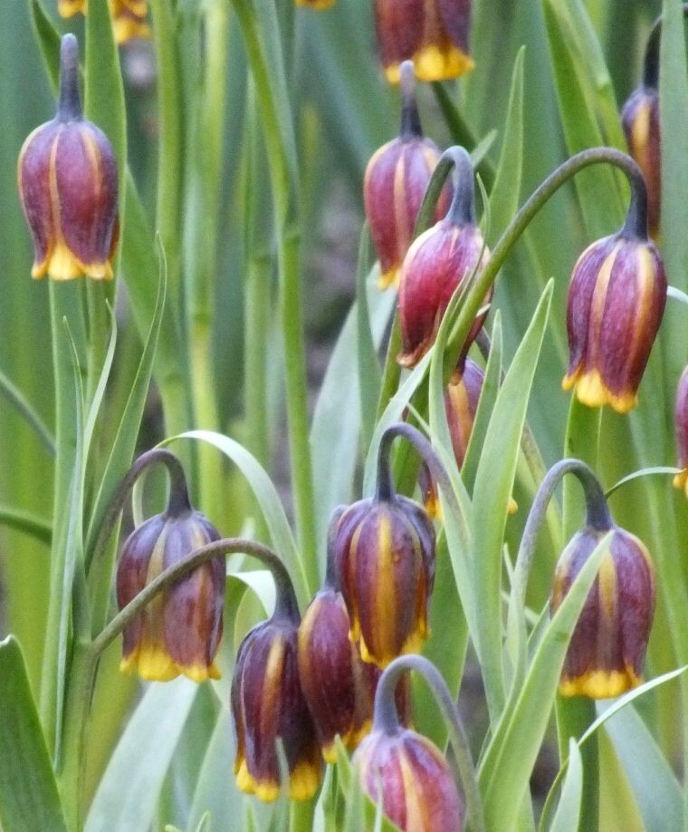 FOX’S GRAPE LILY~FRITILLARIA ‘UVA-VULPIS’~FLOWER BULBS DEER RESISTANT PERENNIAL!