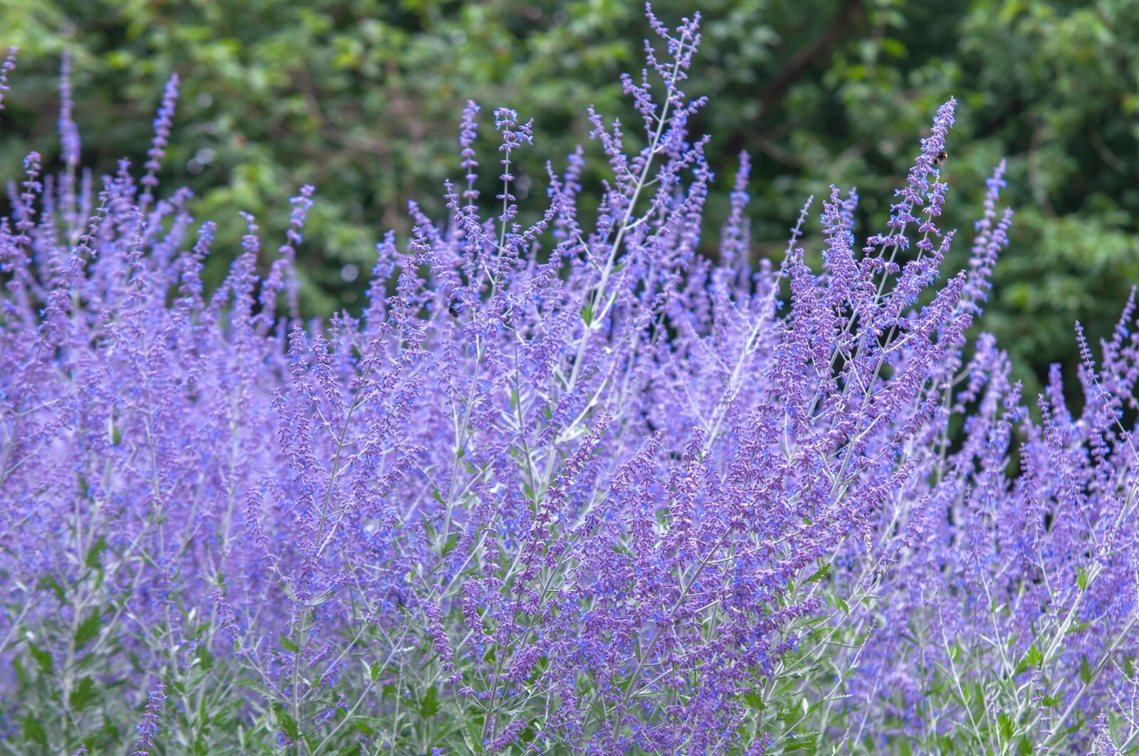 Sage Seeds | Repels Mosquito Deer Herb Non-GMO Heirloom Autumn Perennial