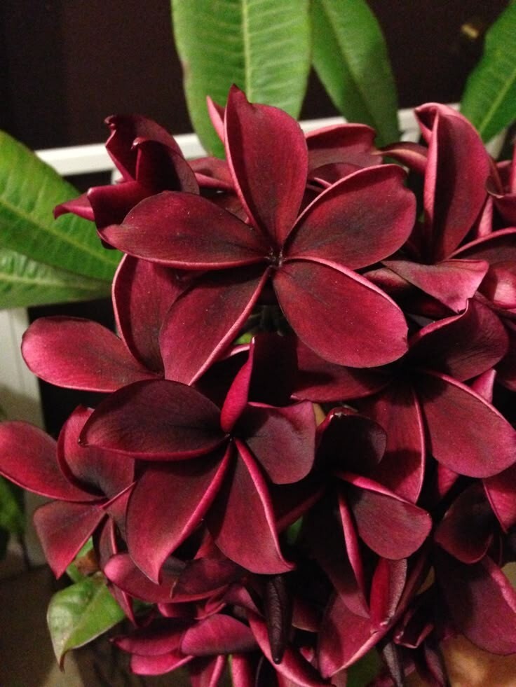 5 Maroon Plumeria Seeds Perennial Flowers Seed Flower Frangipani US SELLER