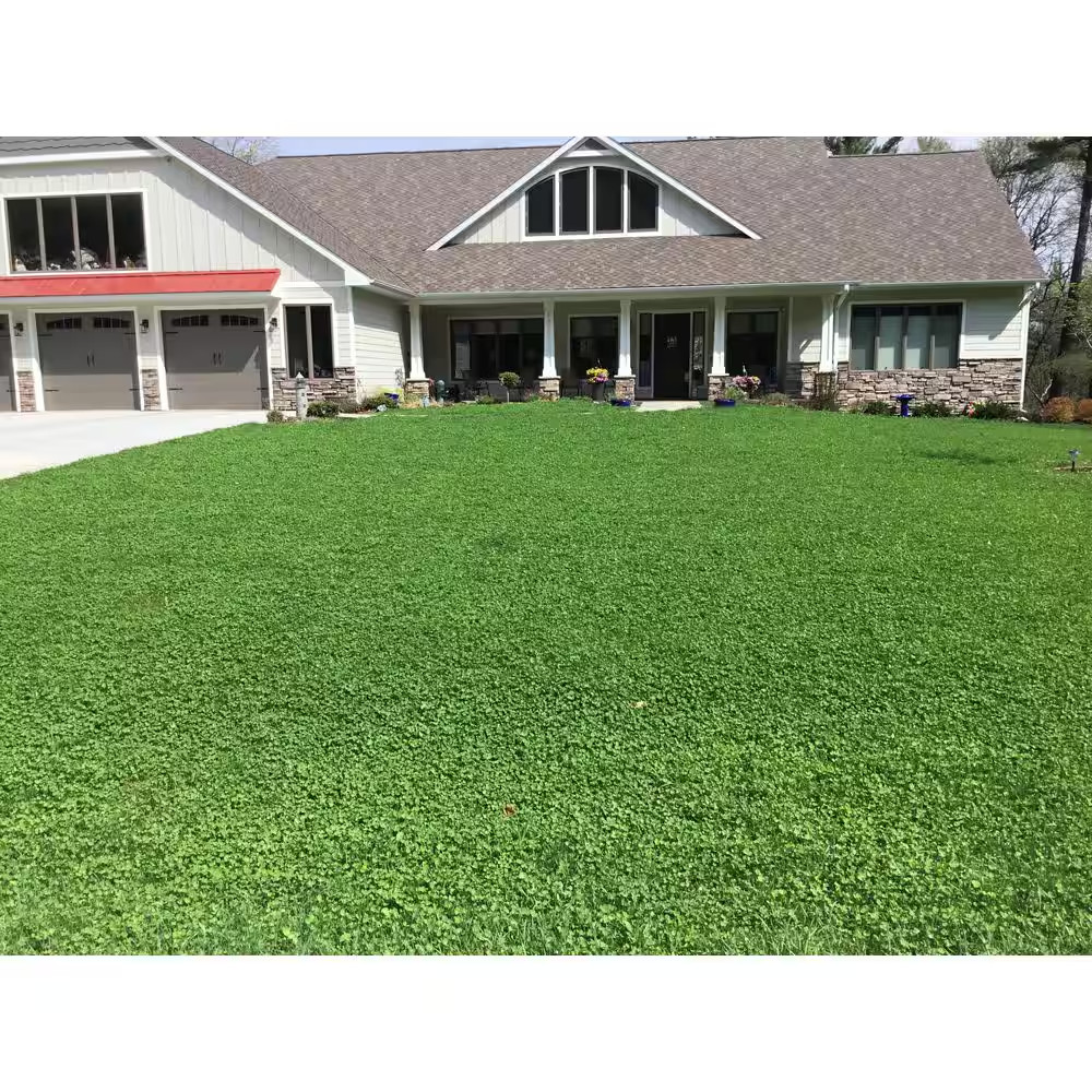 Micro Clover Seed 1 Lb, Organic Coated, Eco-Friendly, Low Growing, Low Maintenan