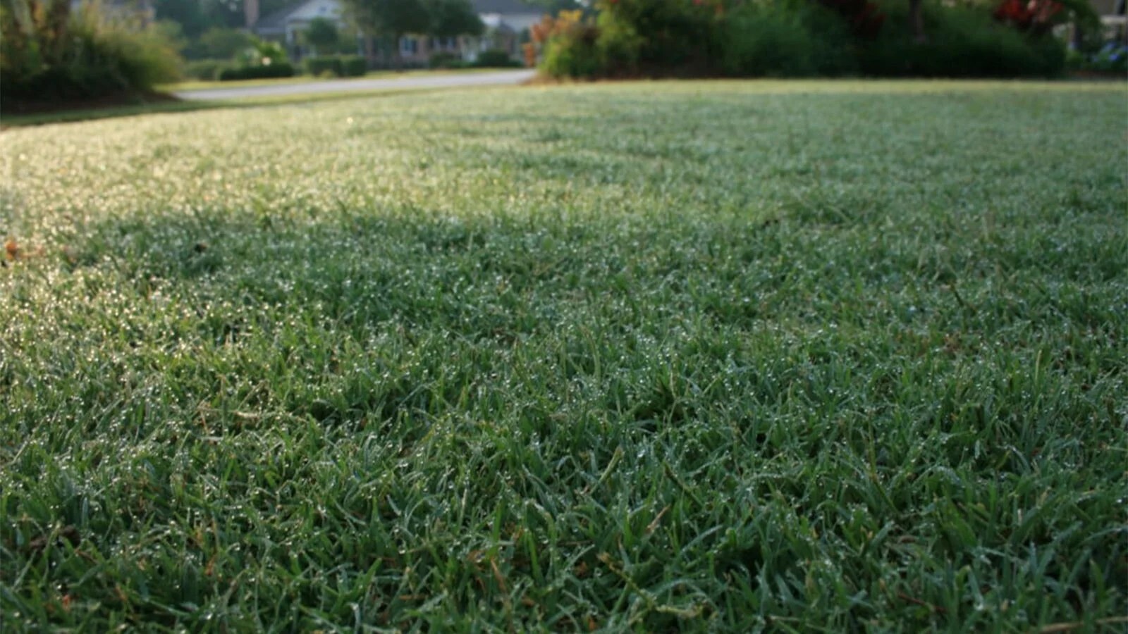 Bermuda Grass Seed | 1 Lb | Hulled Common Coated | Best Seller
