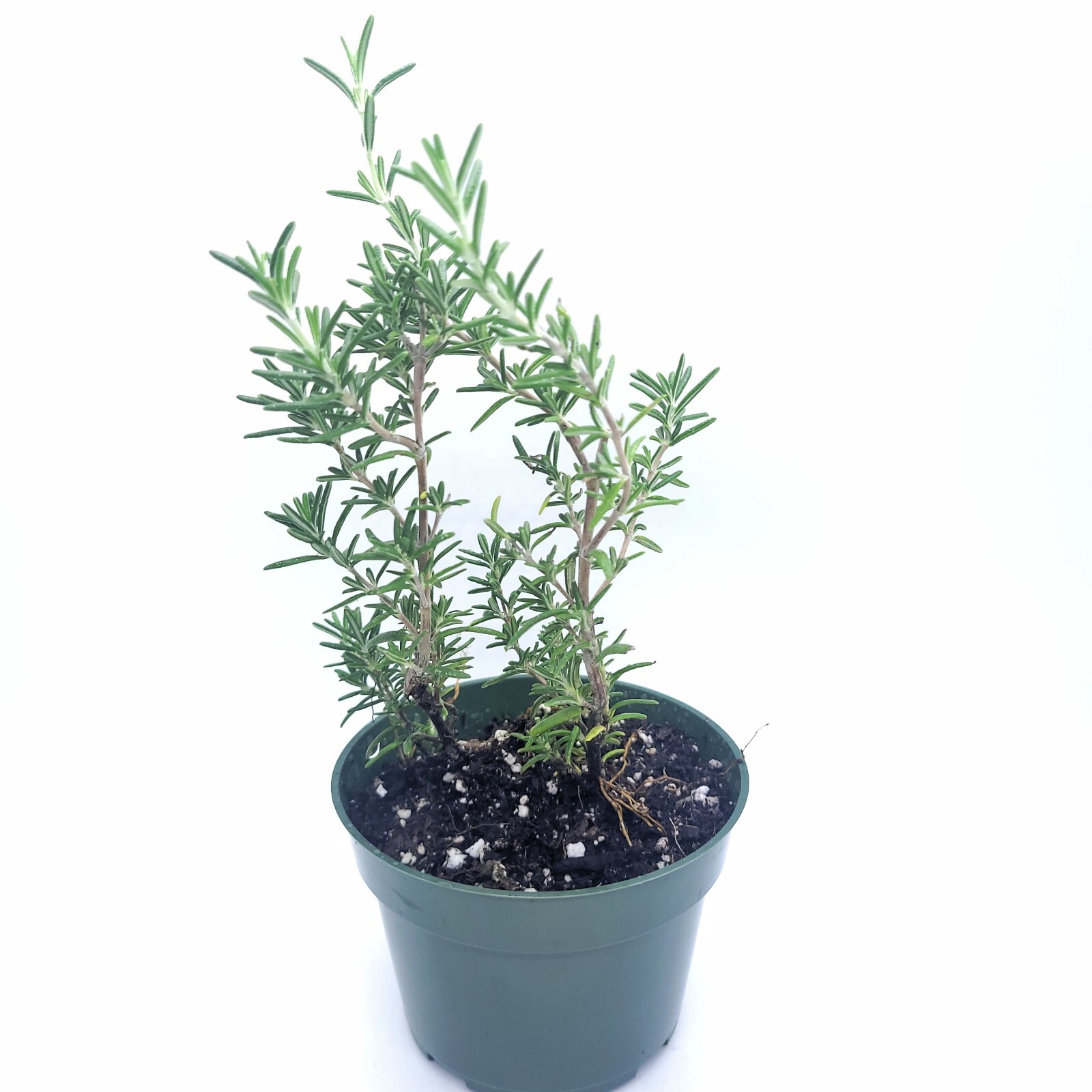 Rosemary Live Plant 4″ Pot With Soil – Fresh Fragrant Flowers (CA Seller)
