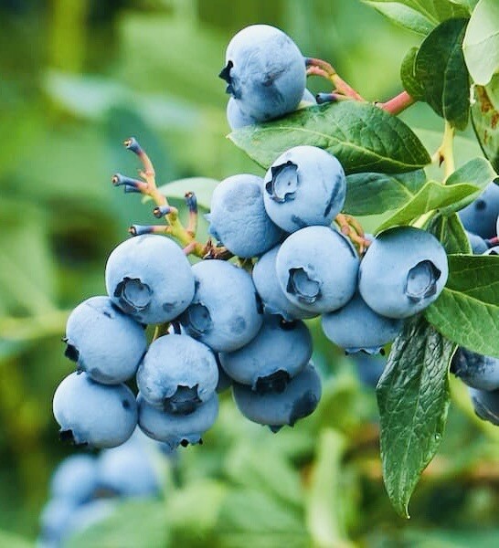 200+ EUROPEAN BLUEBERRY SEEDS RARE AUTUMN LOW BUSH SWEET DELICIOUS USA FREE SHIP