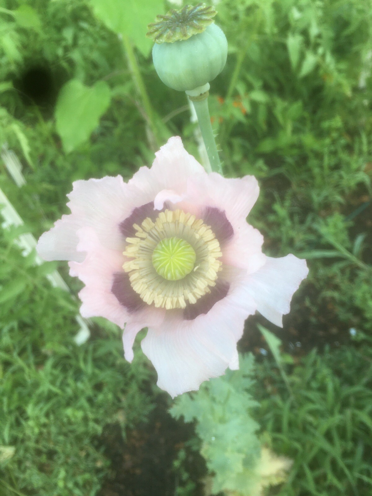 breadseed poppy various formations