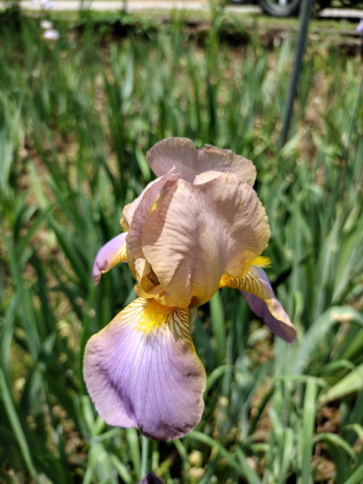 “100 Mixed Variety Bearded Iris– GREAT VALUE• Fresh•Hardy•EASY to Grow