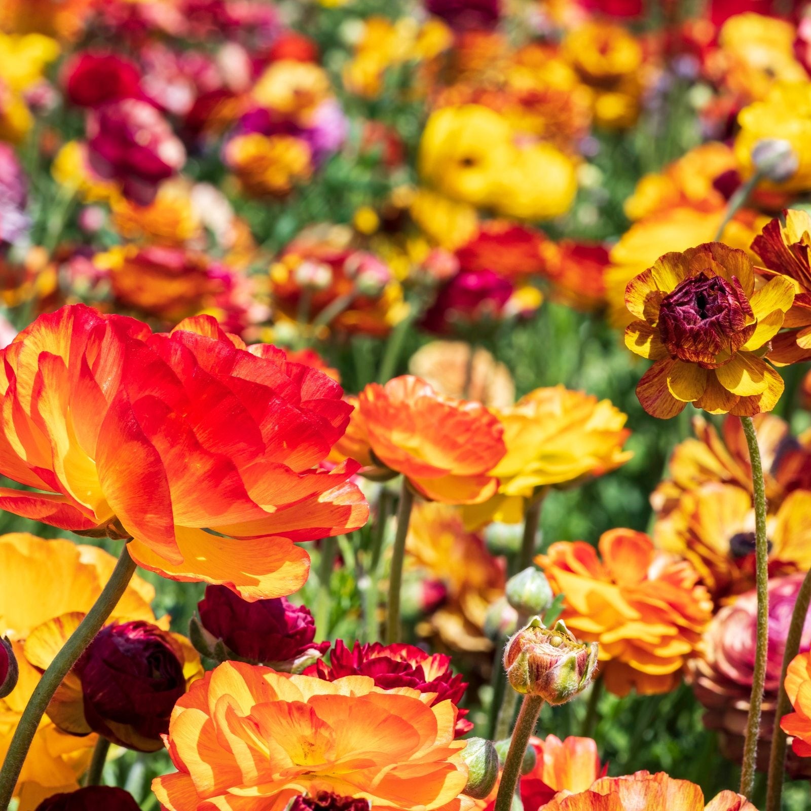 Easy to Grow Ranunculus Buttercup Picotee Mix 10 Plant Bulbs, Spring Flowers