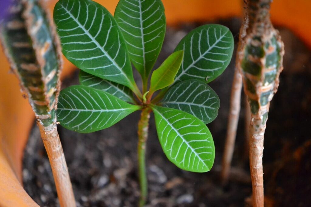 5 Madagascar Jewel seeds, Euphorbia leuconeura high quality seeds mini palm tree