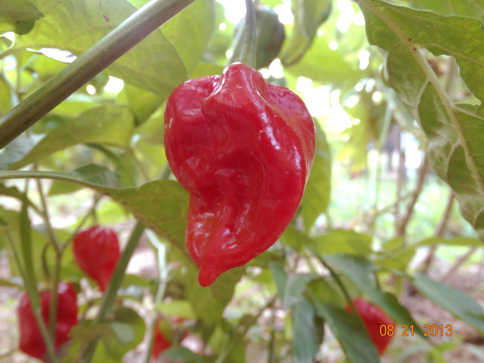 30+ RED SAVINA HABANERO CHILE PEPPER SEEDS Growing Instructions Included 2022