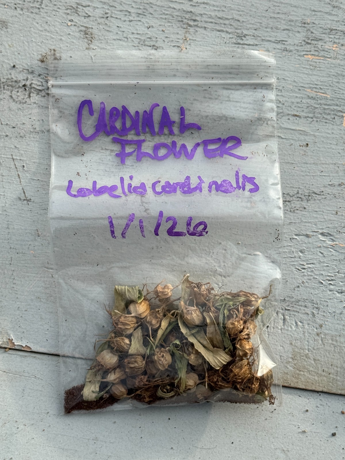 BULK SEEDS!…Lobelia cardinalis…Cardinal Flower/Native Lobilia…QTY/bag=1000