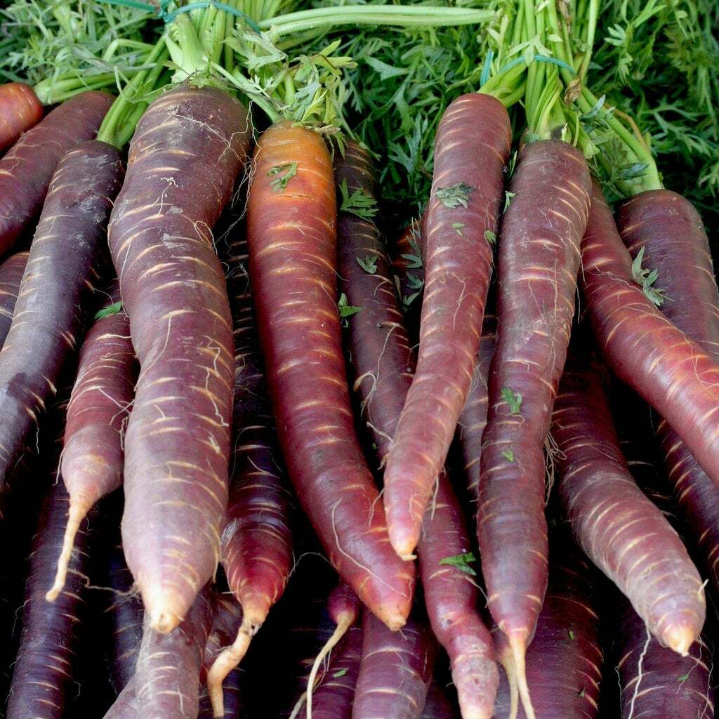 Red dragon carrot seeds 200+ seeds + Free Shipping