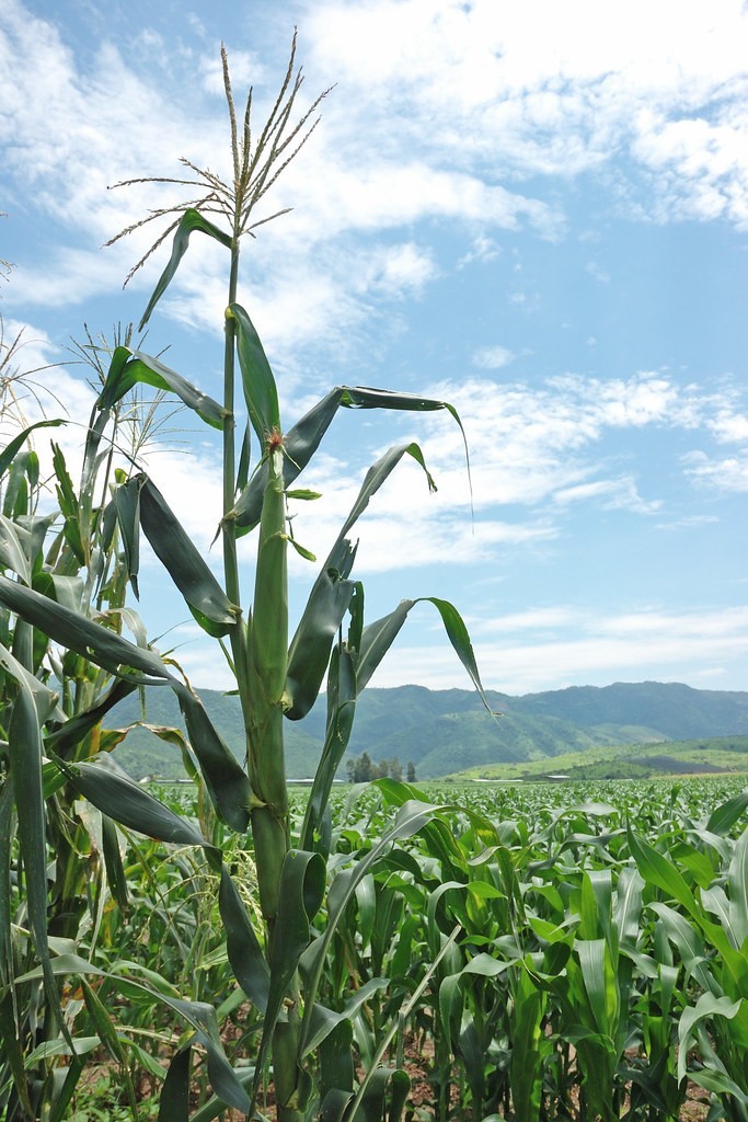 Nayarit Jala Blanco Corn Seeds (30) / MEXICAN HEIRLOOM / Massive / RARE