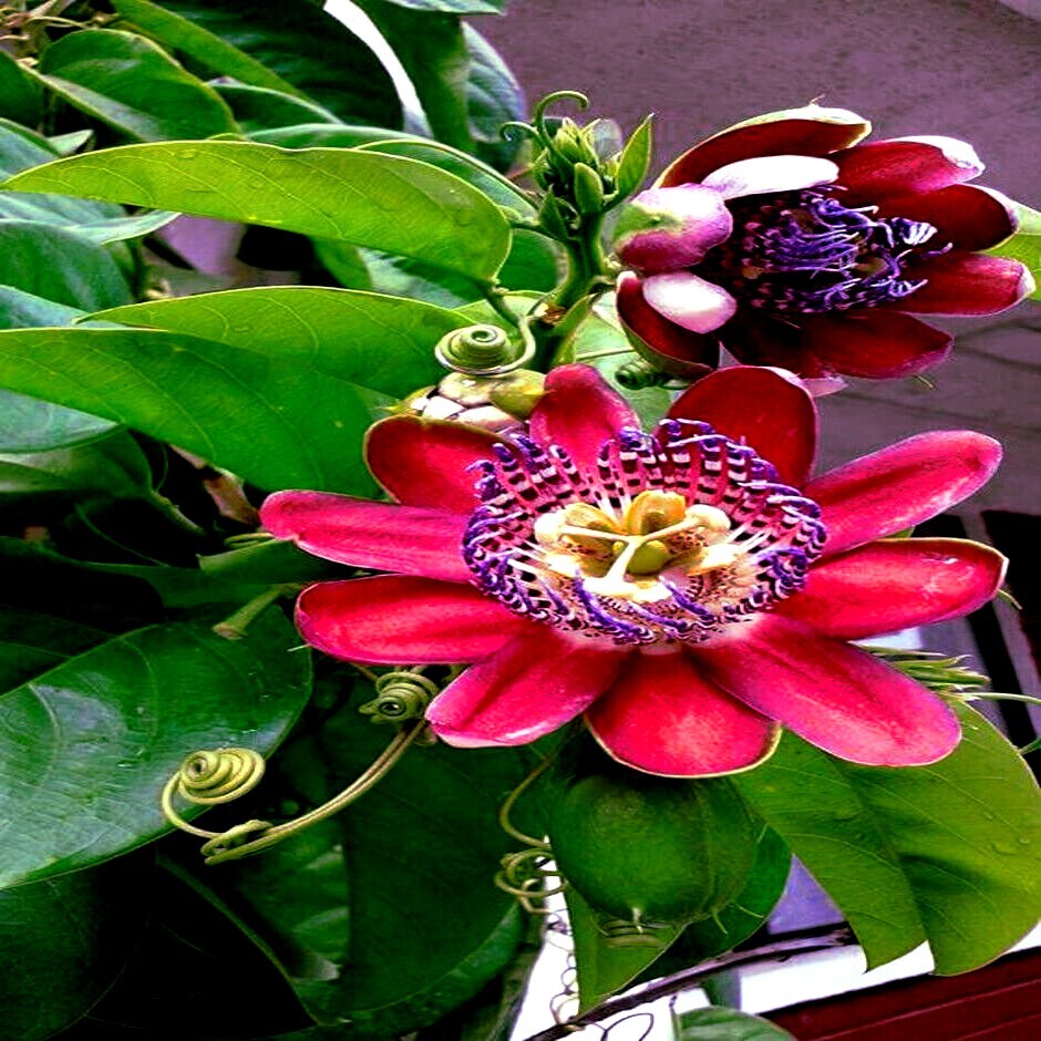 10 GIANT GRANADILLA SEEDS Passiflora quadrangularis Passionfruit Flower Plant