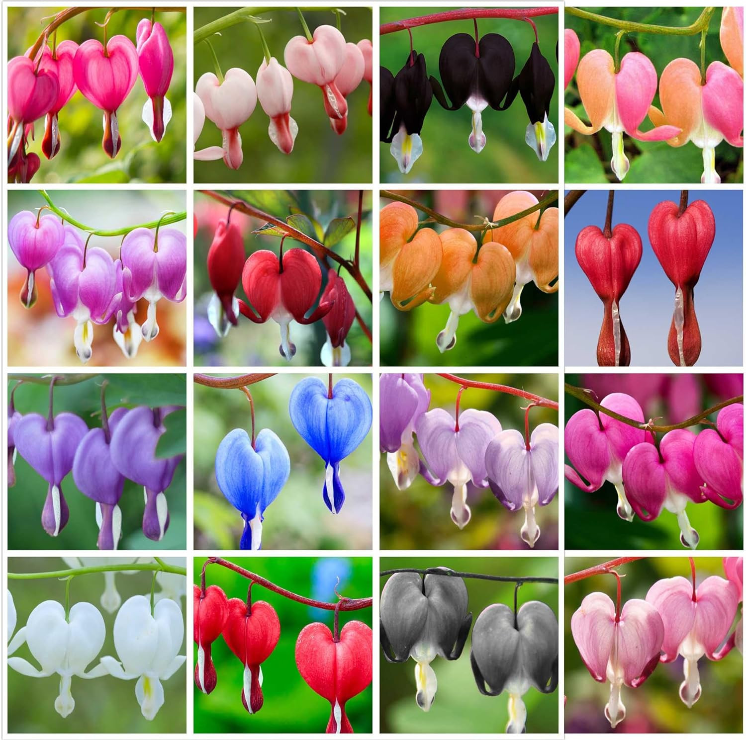 20 pcs Rare Mix Color Red Pink Purple White Bleeding Heart Seeds Shade Flower Ga