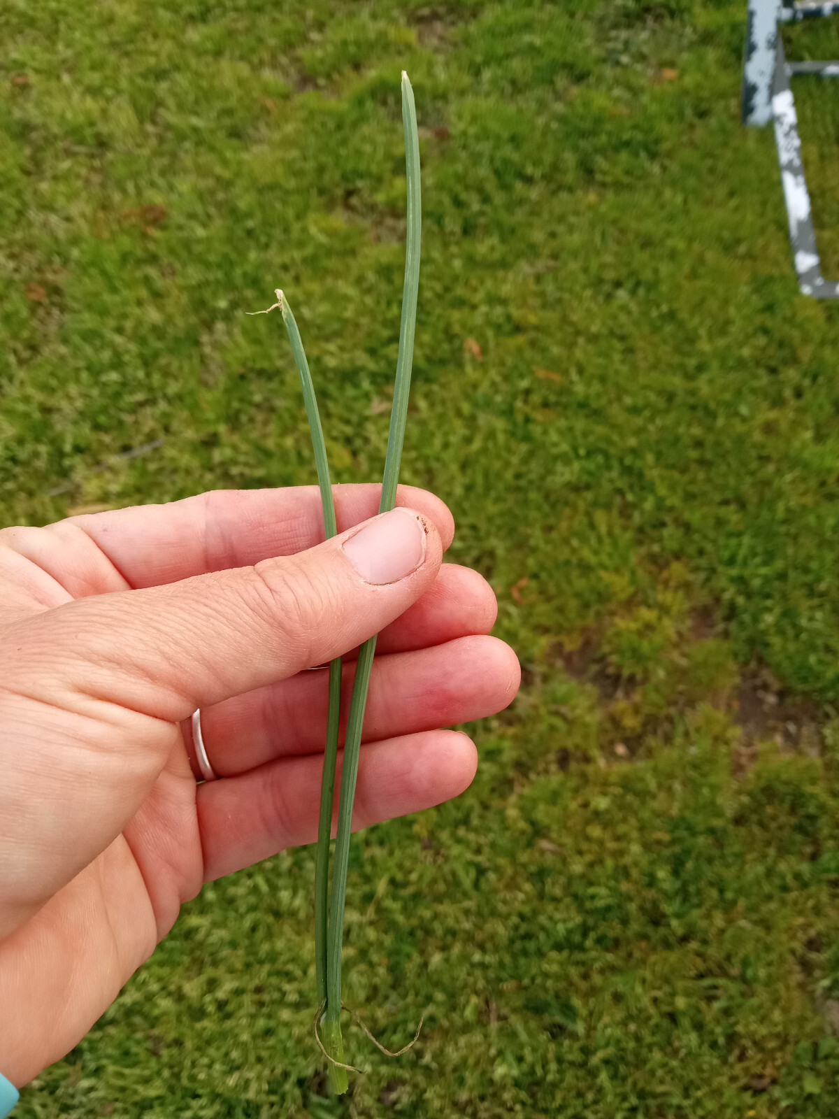 25 Wild Garlic (Allium vineale) Bulbs/Bulbils- Fresh, Clean, & Ready To Plant