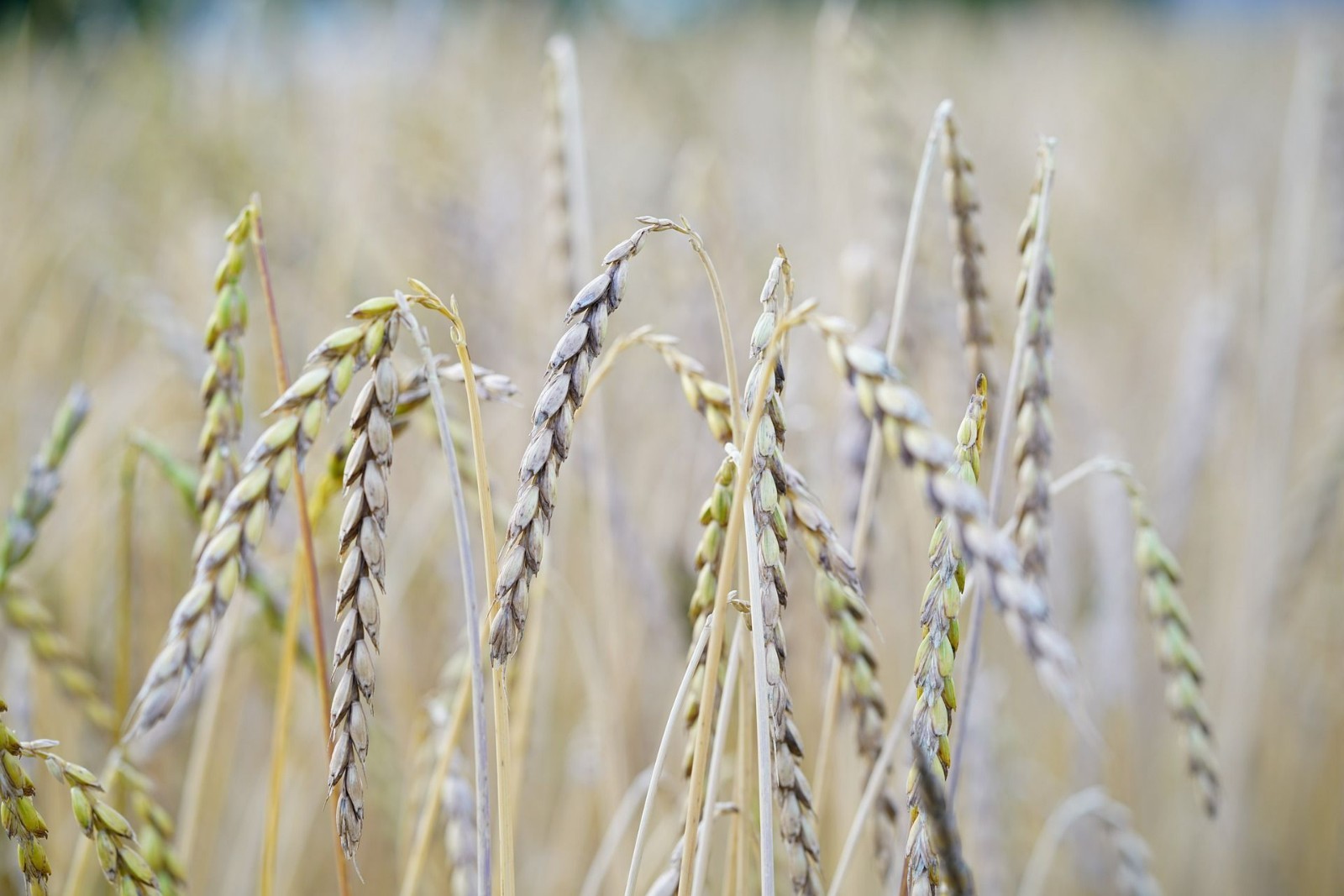 100 Organic Spelt Seeds! -All Natural Non GMO