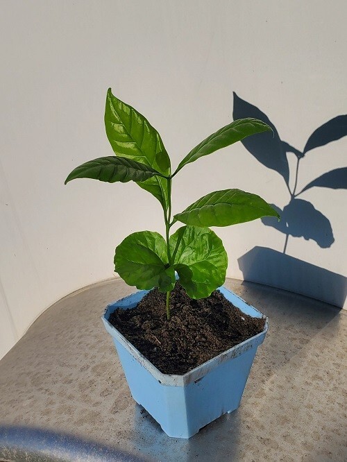 5 LIVE SPROUTS Coffea Robusta (syn Canephora) Seeds Grow coffee plants at home