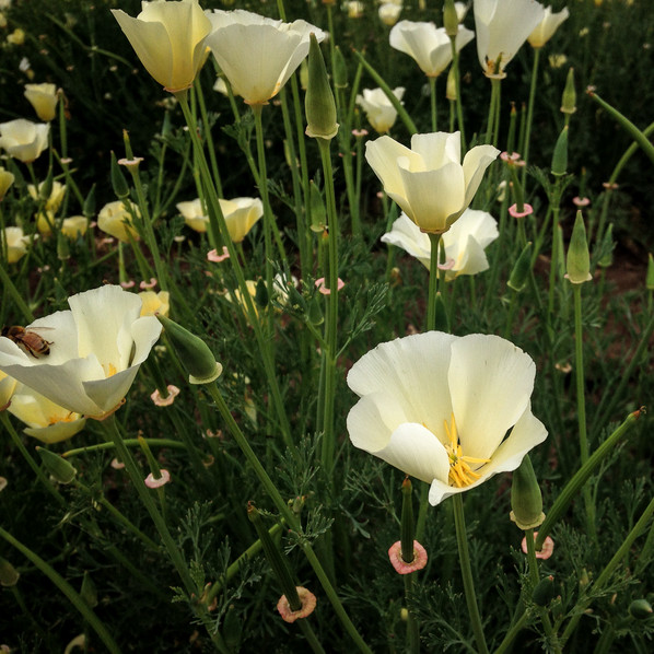 White Linen California Poppy Seeds | 100 – 2,000 Seeds | Free Shipping | 1228