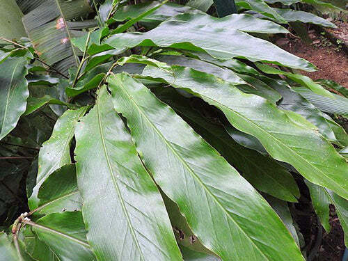 Alpinia malaccensis | Ornamental or Malacca Ginger | 5 Seeds