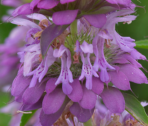 LEMON MINT BEEBALM Monarda Citriodora – 7,500 Bulk Seeds