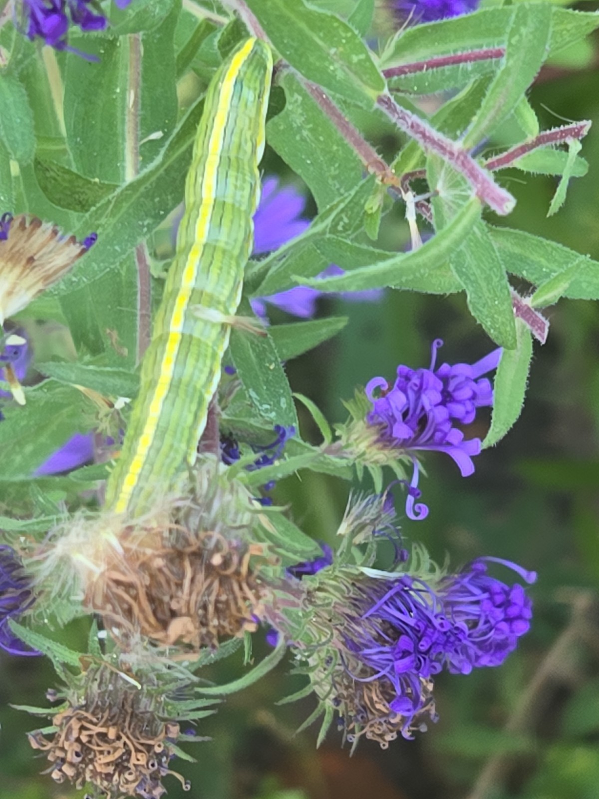 1 gram+ New England Aster Seeds/Symphyotrichum novae-angliae /Native US Plant