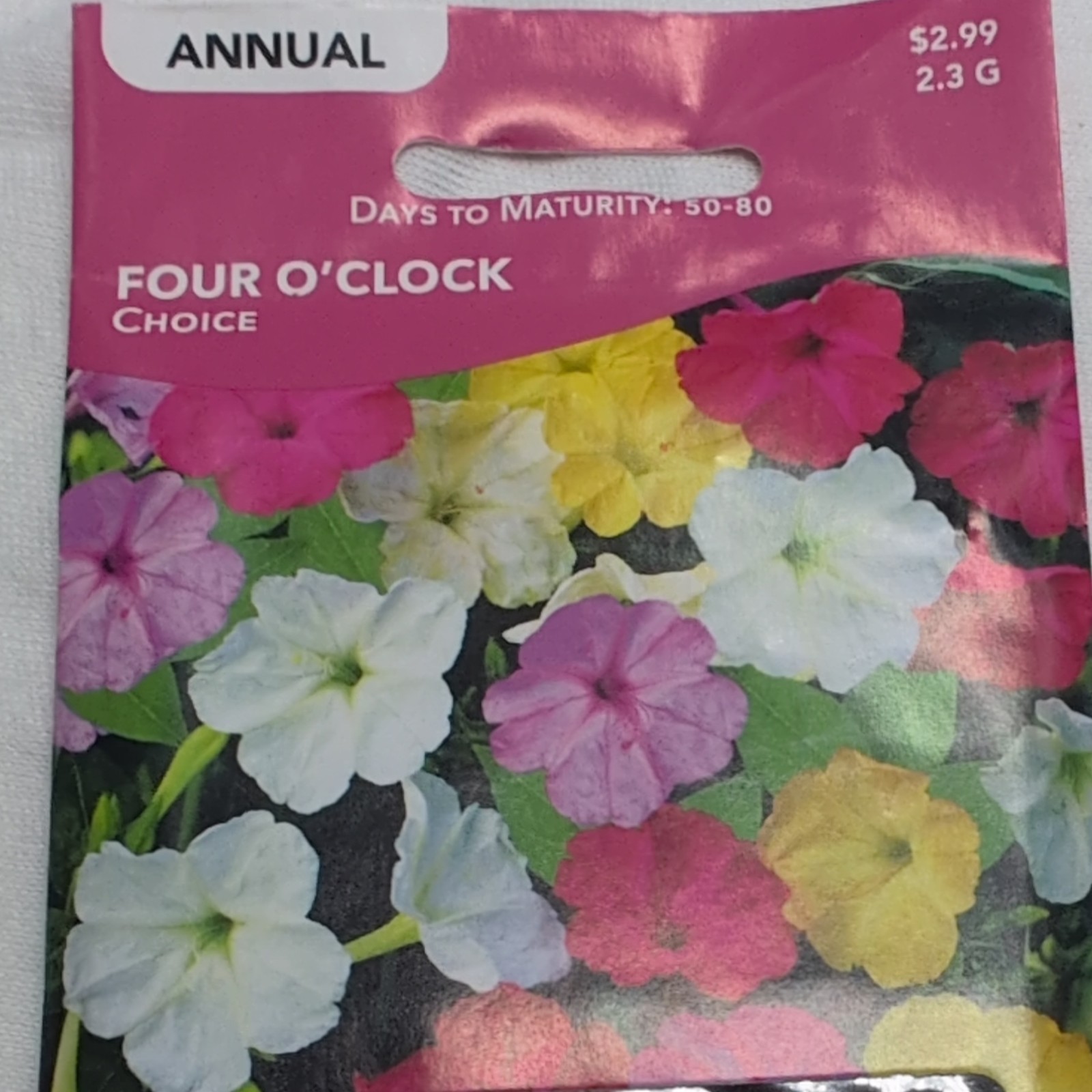 Livingston Four O’Clock (Mirabilis jalapa) Annual Y1175