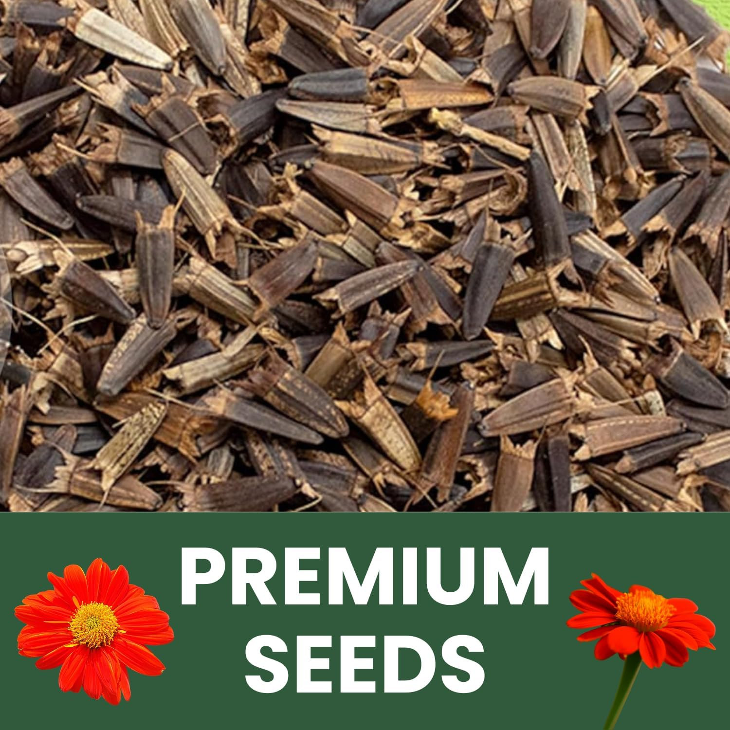 Mexican Sunflower (Red) – 400 Seeds for Planting – 5-Gram Pack – 2026 Growing Se