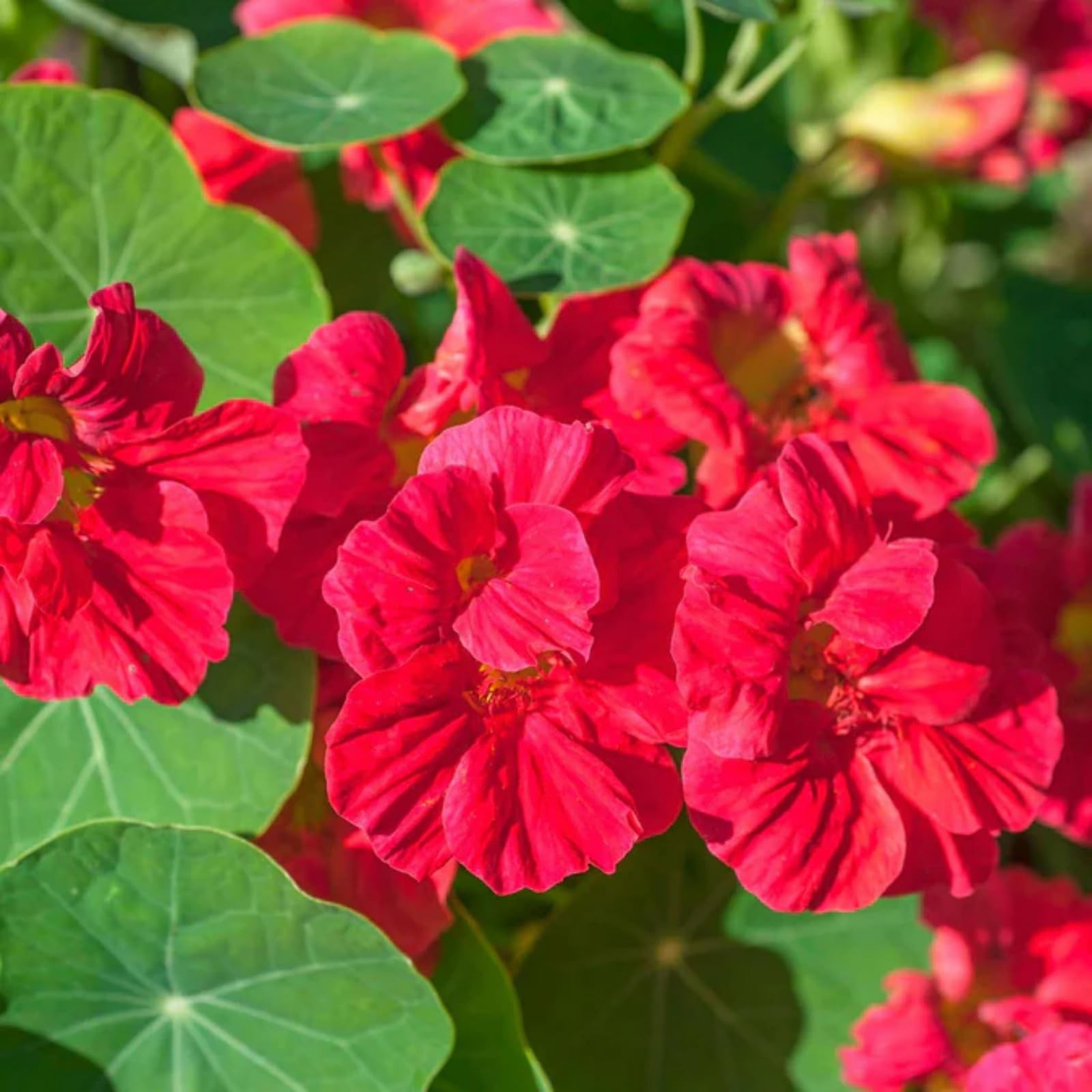 Rare Nasturtium Seeds for Planting – 150+ Mixed Nasturtium Seeds