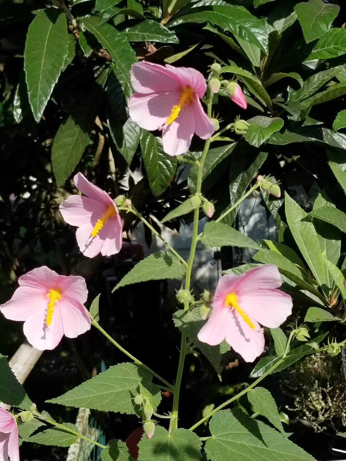 50- Pink Swamp Mallow, red / white texas star, white / pink luna, MIX SEEDS