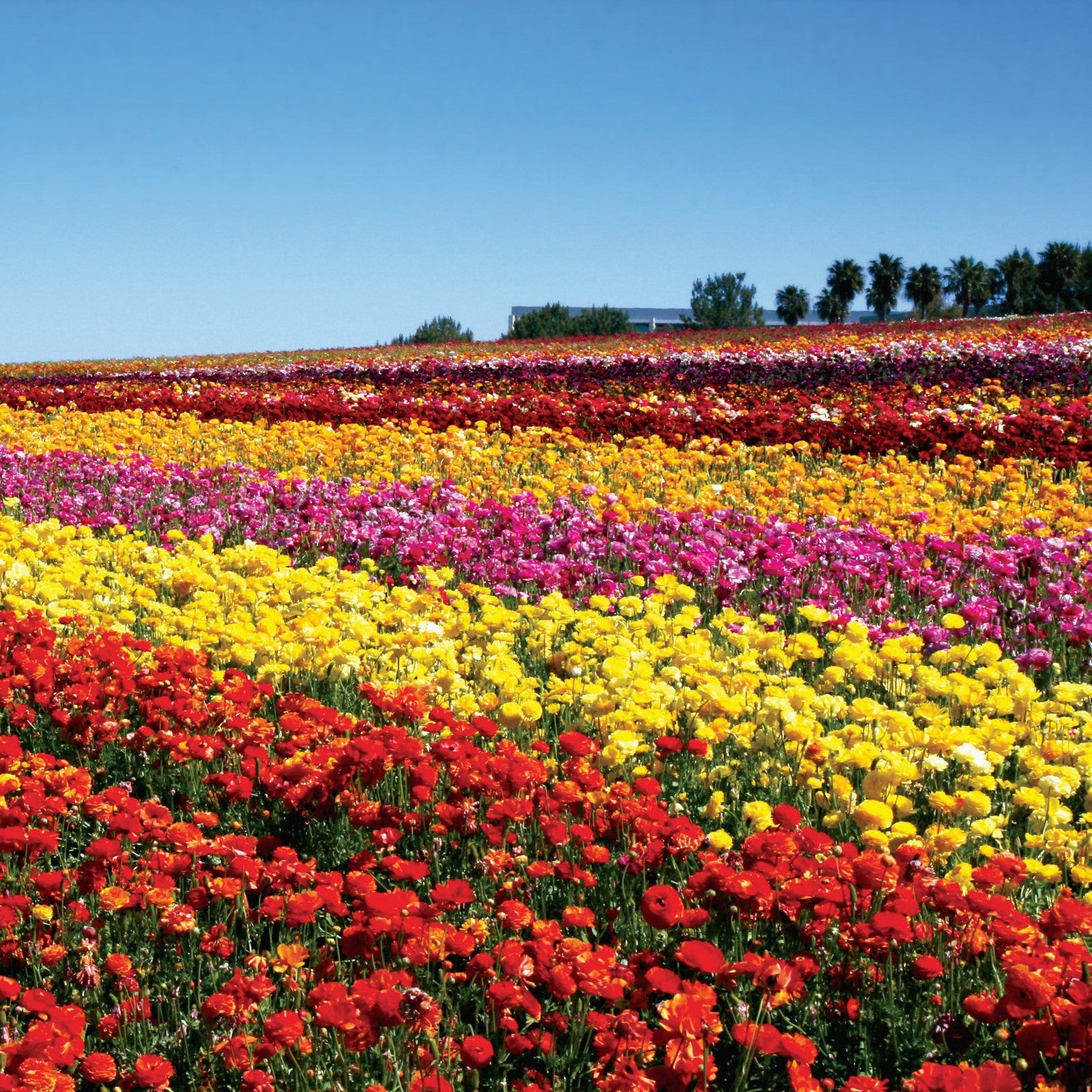 Easy to Grow Ranunculus Buttercup Flower Fields Collection 30 Plant Bulbs Spring