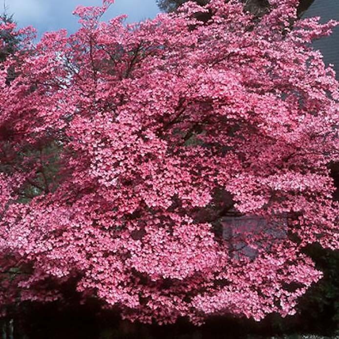 Red Flowering Dogwood, Cornus florida rubra, Tree Seeds (Showy Flowers, Hardy)