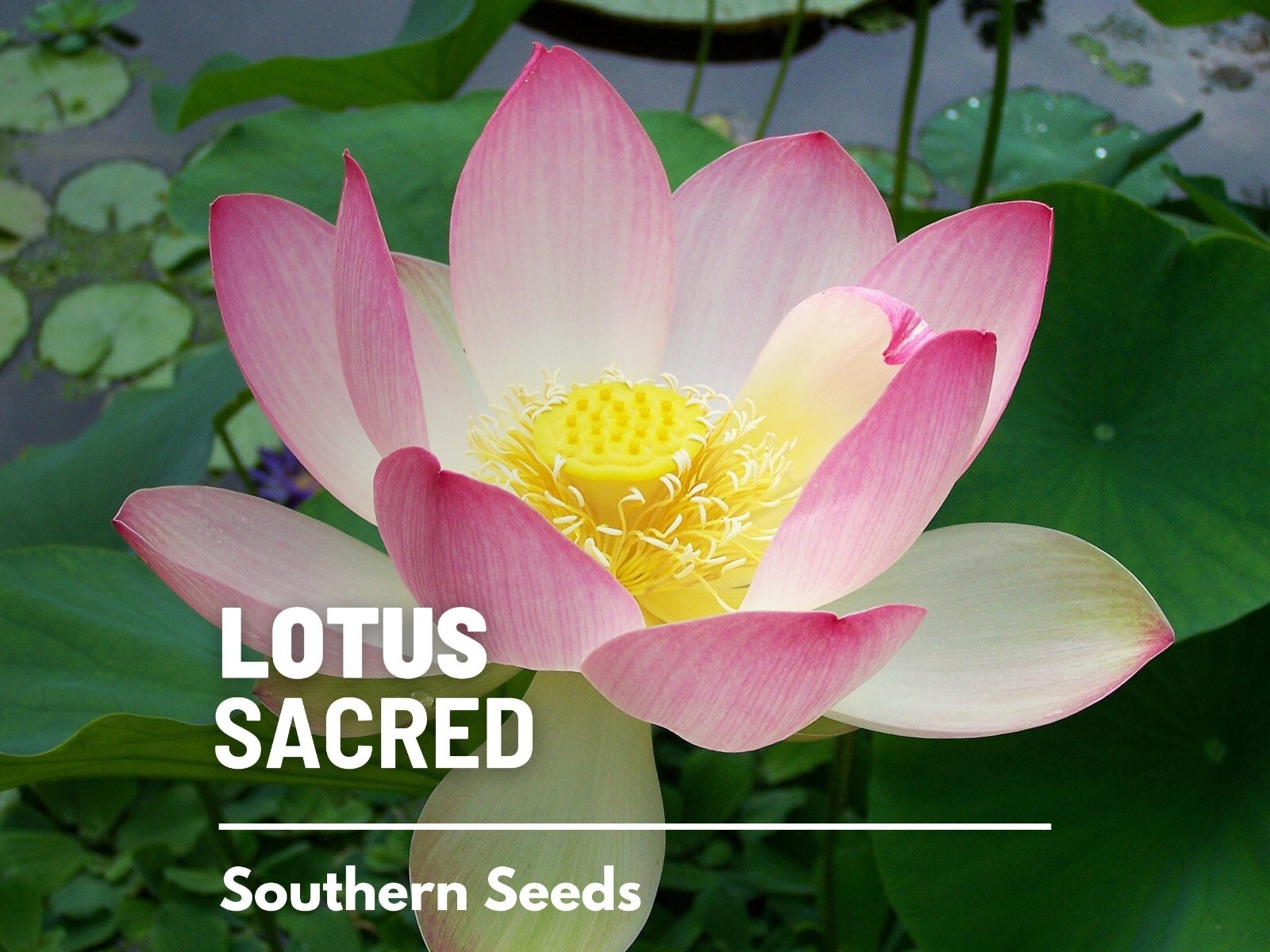Sacred Lotus – 5 Seeds – Heirloom Flower, Pink Blooms, Bonasi or Pond , Medicina