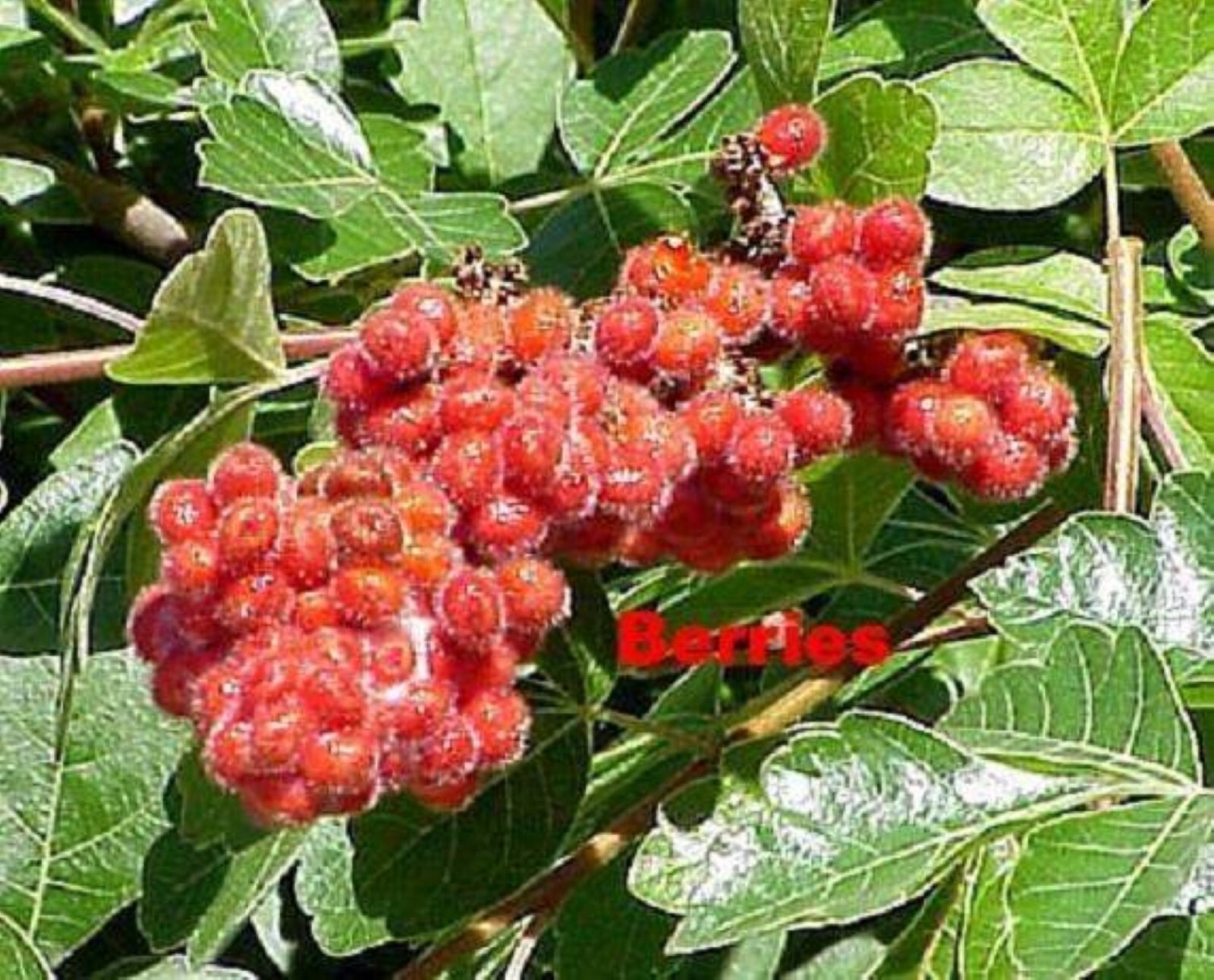 Fragrant sumac (Rhus aromatic) 1-2 year old plant, well rooted