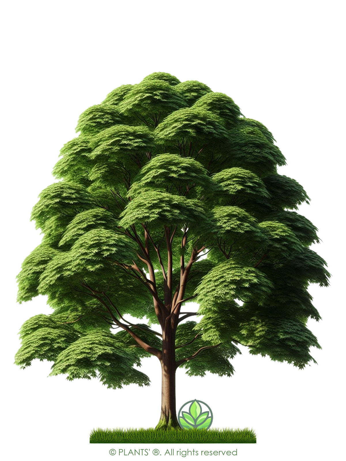 Northern Red Maple Tree | Premium Seeds | Acer rubrum ‘Summer’ | Plants’®