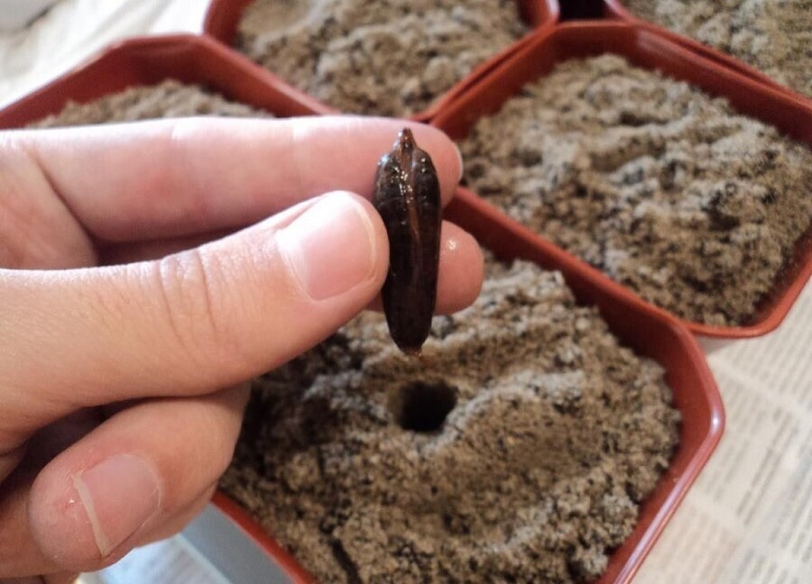 Dates Jumbo Medjool, 30 Fresh Seeds Date Palm seed – DATES SEEDS