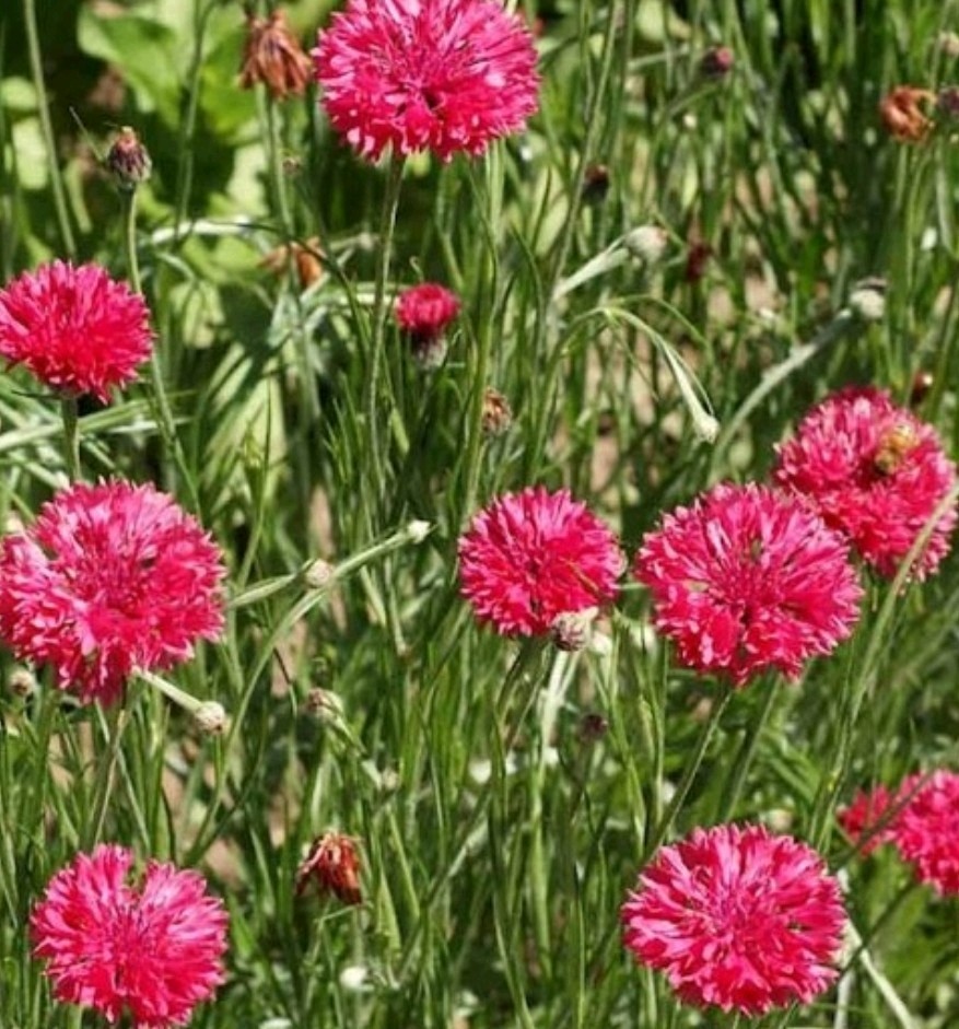 400+ Red Cornflower Seeds **Fresh Seeds** ~~Free Shipping~~
