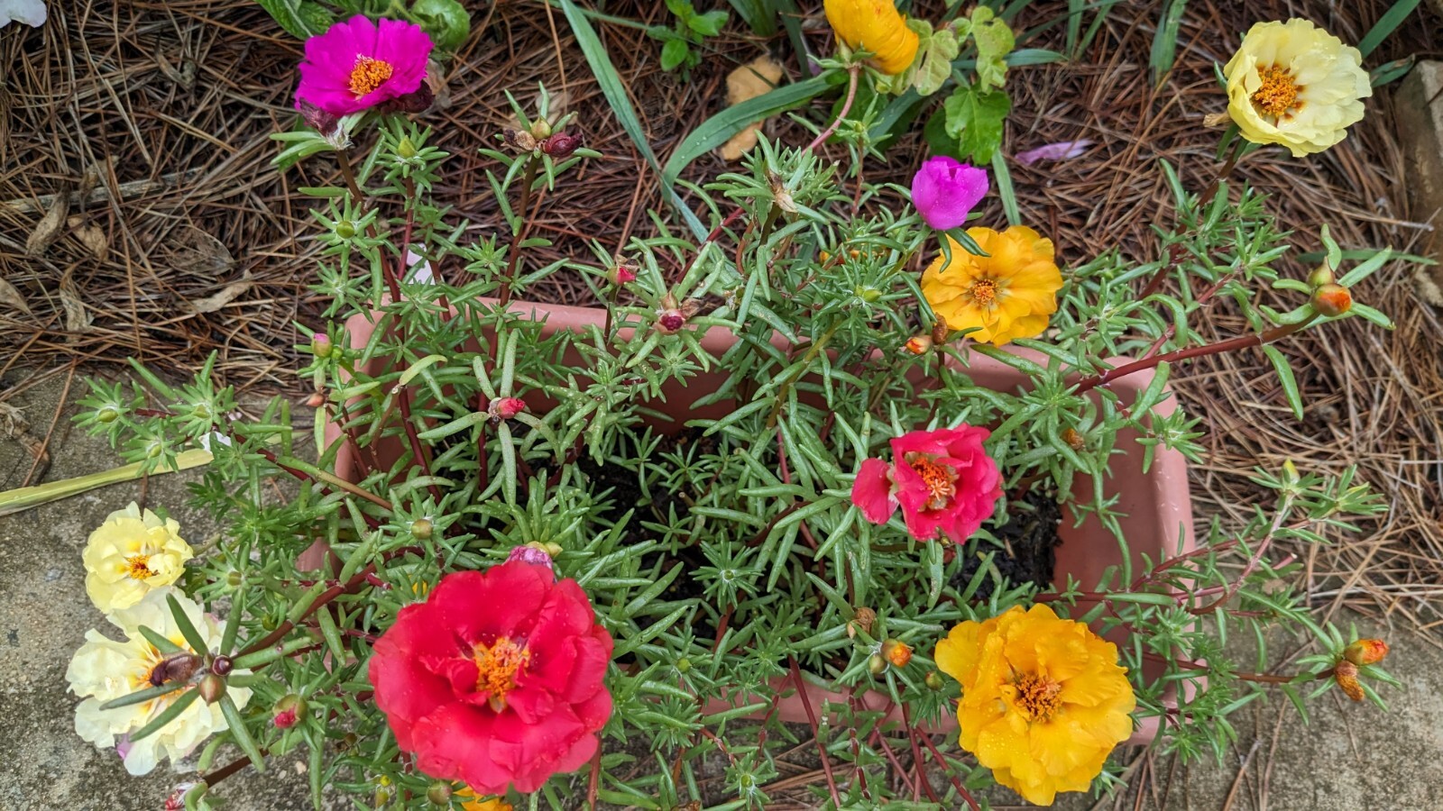 1000+ Moss Rose Double Mix Portulaca grandiflora button rose 150mg seeds