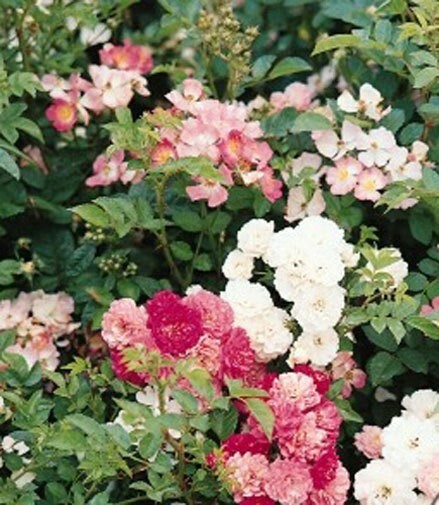Rosa Chinensis Angel Wings | Miniature Rose | 10_Seeds