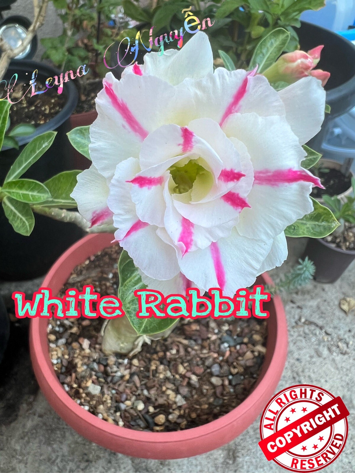 15x Desert Rose White- Pink Seeds . Rare .