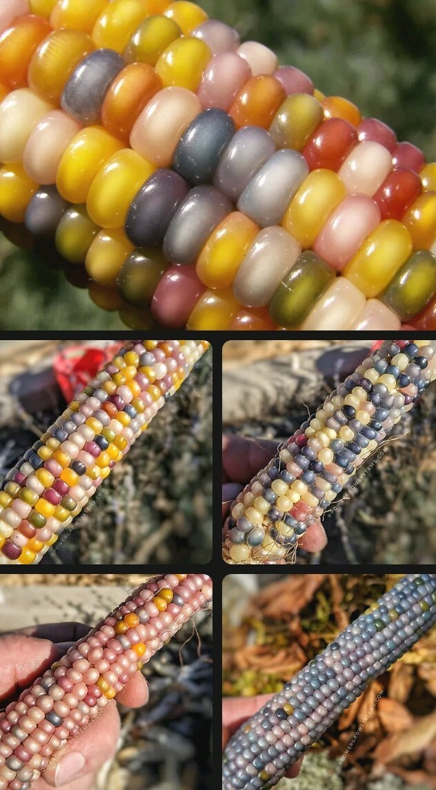 Glass Gem Corn Seeds (10 seeds) Organic USA Grown