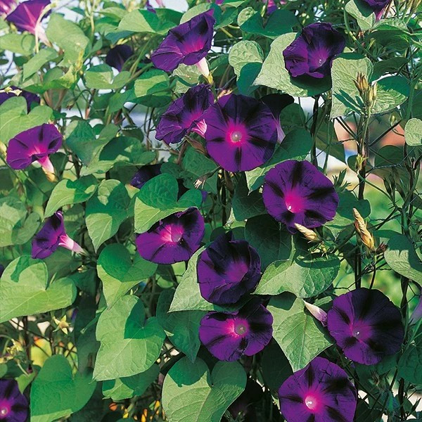 200+ Morning Glory — GRANDPA OTT —- Purple Climbing Vine