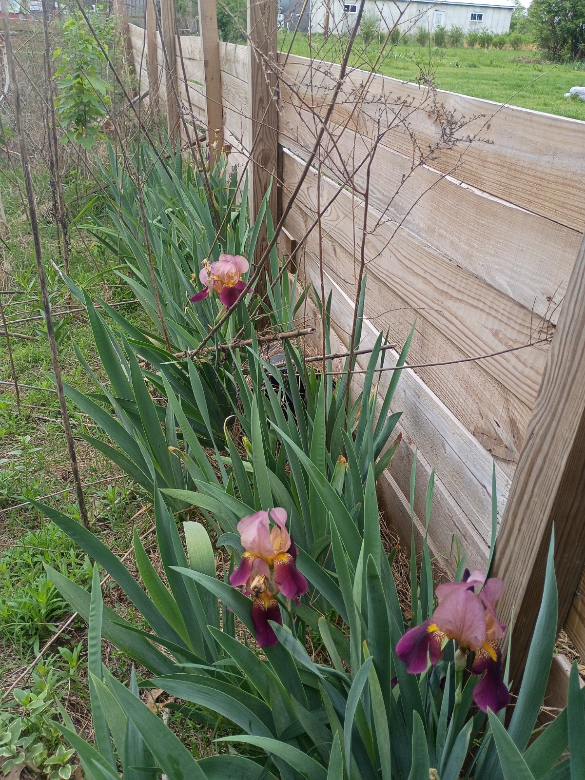 Bearded Iris Rhizomes ‘Indian Chief’ Zone 3-10 Dug Per Order